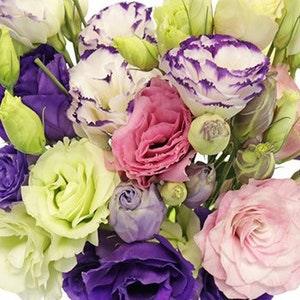 15 seeds Lisianthus mix color seeds