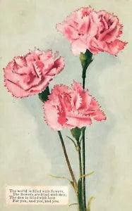 Vintage Postcard 1909 Pink Carnation Vibrant Flower Plain Background Card