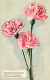 Vintage Postcard 1909 Pink Carnation Vibrant Flower Plain Background Card