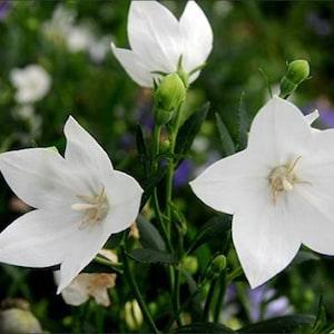 ???? seeds(50+) White Bell flower seeds (50+)