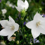 ???? seeds(50+) White Bell flower seeds (50+)