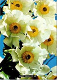 Vintage Mount Cook Lily Flower New Zealand NZL Postcard