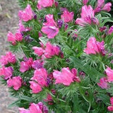 30+ Viper's Bugloss Rose Flower Seeds- Echium Plantagineum-Rose Bedder-Echium Vulgare-Attractive to pollinators- Bell Shaped Biennial-B389