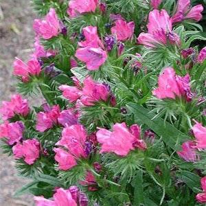 50 Rare Rose Viper's Bugloss Flower Seeds- ECHIUM PLANTAGENEUM- Rose Bedder- Bright and Beautiful Biennial Flower! FL789
