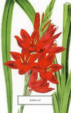 River Lily