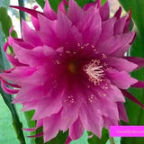 1 cutting/ leaf/ stem super hot rare fragrant Ulana Mauve Delight Epiphyllum Orchid Cactus 6-8???