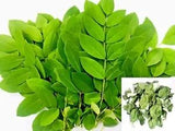 Gliricidia Sepium Glory Cedar Cocoa Dried Leaves fertilizer Glirizidien ???????? 100g