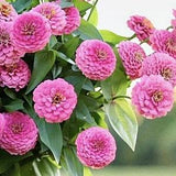 25+ Seeds / Oklahoma White Zinnia Flower Seed /  Zinnia elegans / (#139)B