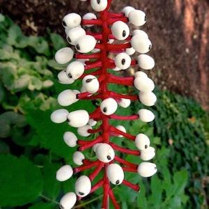 DOLL'S EYES Actaea Pachypoda Native Hardy Perennial Woodland Dolls 5 Seeds