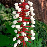 DOLL'S EYES Actaea Pachypoda Native Hardy Perennial Woodland Dolls 5 Seeds