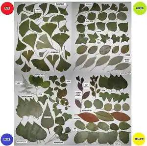 60 PCS Pressed Leaves Flowers 1of4 Sets Ginkgo Ivy Rose Eucalyptus Bougainvillea