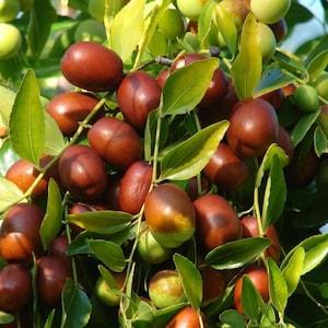 Chinese Red Jujube Dates - Ziziphus Jujuba - Rare 'Fruit' Seeds - jujube fruit, Korean date, Brown-Green, Indian date, Chinese Jujube