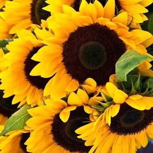 50+ Wild Sunflower Seeds- B055-HELIANTHUS ANNUUS