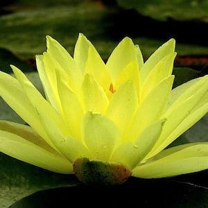 Yellow Lotus 10 Seeds