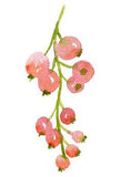 Peindre des groseilles ¡§¡è l'aquarelle ?? Mirglis - Sarah Van Der Linden Flower Delivery