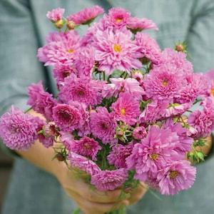20 Rose Bonbon Cosmos Flower Seeds/ Cosmos bipinnatus / English Garden / Wildflowers / Cottage / Bouquet Flowers / Wedding Flowers
