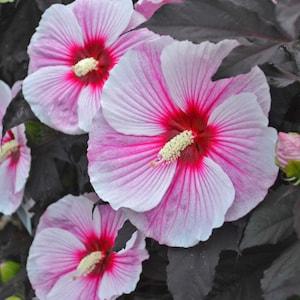 Hardy Hibiscus ?¡ãStarry Starry Night?¡À.Dark purple foliage,pink flowers with red center. 20 seeds.Perennial.Please see planting instructions.