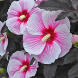 Hardy Hibiscus ?¡ãStarry Starry Night?¡À.Dark purple foliage,pink flowers with red center. 20 seeds.Perennial.Please see planting instructions.