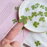 Four Leaf Clovers Dried Flower Natural Pressed For Crafts And Nail Art Accessory