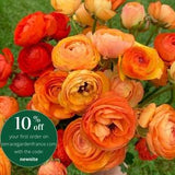 Orange Ranunculus corms (Asian buttercup), perennial flowers for beautiful bouquets, cut flowers, easy to grow