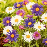 Alpine Aster Alpinus Flowers Blend 0.5g - 150 NON GMO Seeds - Aster Alpinus