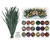 California Grown Dried Baby Eucalyptus Branches 8 oz or 16 oz Many Colors