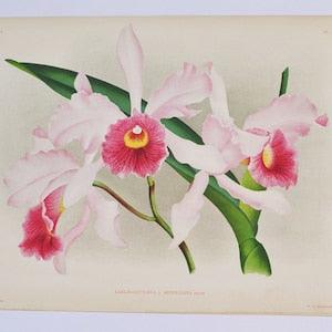 Laeliocattleya arnoldiana - Original Large Antique Orchid Print 1880s - orchidaceae,botanical,botany,plant,flower,linden,orchidee,pink