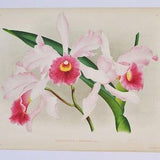 Laeliocattleya arnoldiana - Original Large Antique Orchid Print 1880s - orchidaceae,botanical,botany,plant,flower,linden,orchidee,pink