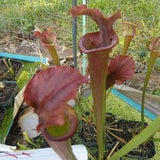 Carnivorous Plant Seeds 7 Sarracenia flava "Purple Lip" VERY LIMITED SUPPLY