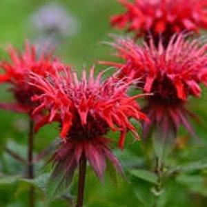 Red Shades Bee Balm seeds 20 count