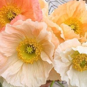 50 seeds Large cup shaped mix Iceland Poppies Seed ?¡ãcool weather ?¡ã