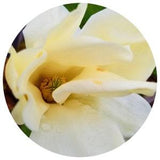 White Champaca FLOWER Essential oil Michelia alba Wild Steam distilled pure joy perfume tree pak lan champa magnolia natural perfumery India