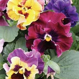 20 Seeds / Ruffled Pansy Mixed Seeds / Winter Spring Flowering Pansy / Viola Wittrockiana / Can-Can Mix / (G31)
