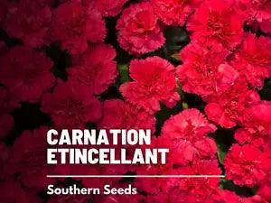 Carnation, Etincellant - 100 Seeds - Flower - Container Garden - Cut Flower - Ea
