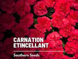 Carnation, Etincellant - 100 Seeds - Flower - Container Garden - Cut Flower - Ea