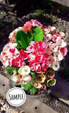 Euphorbia Milli LAI KA NOK Crown of thorn