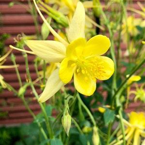 Yellow Queen Columbine seeds (Aquilegia chrysantha) pack 100 seeds