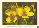 Sri Lanka Postcards, Flowers, Ranunculus Sagittifolius, Posted/Postcrossing