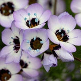 100 seeds lovely annual wildflower  Bird??s Eyes Gilia