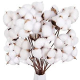 30PCS Cotton Stems, 15" Natural Dried Cotton 120 Cotton Balls Cotton Sprigs