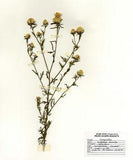 Botanica Flower Delivery