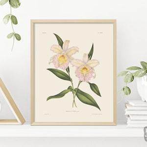 Orchid Botanical Drawings | Vintage Reproduction Flower Poster | Gicl???e Print Quality
