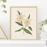 Orchid Botanical Drawings | Vintage Reproduction Flower Poster | Gicl???e Print Quality