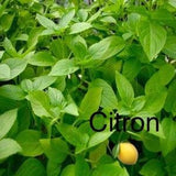 Comestible herbs! 50 seeds of citrus basil for the garden. Annual plant.