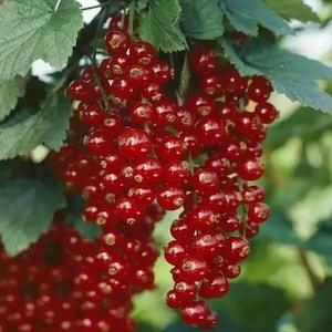 25 Red Pan-American Gooseberry Fruit Seeds.
