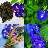 Butterfly Pea Seeds , Makes a Color Changing Herbal Tea Drink , Tea Flower Seeds for herble tea , seeds for germination, Pure Indian natural