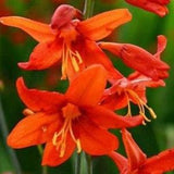 Crocosmia Babylon. Perennial. Pollinators garden. Butterflies magnet . 30 seeds. Easy care , low maintenance