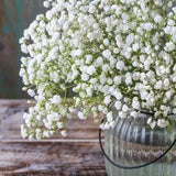 Baby's breath 200 seeds
