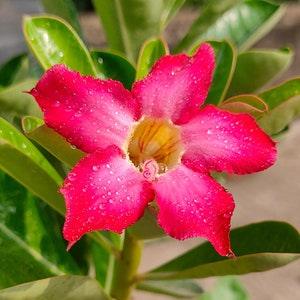 Adenium Obesum Bonsai Plant Seeds | Desert Rose Flower Seeds Packet | Japanese Frangipani Flower Seeds | Mix Colors