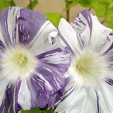 Common Morning Glory Arlequin Flowers 1g - 20 Seeds - Ipomoea Purpurea